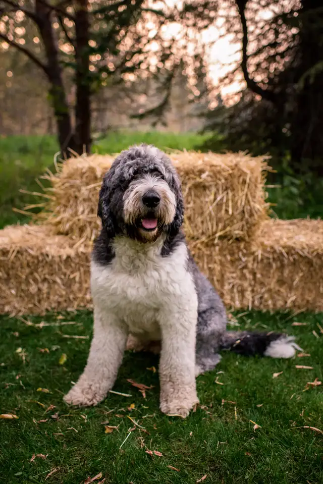 Purebred Old English Sheepdog Puppies - Photo 5