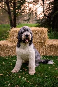 Purebred Old English Sheepdog Puppies - Photo 5