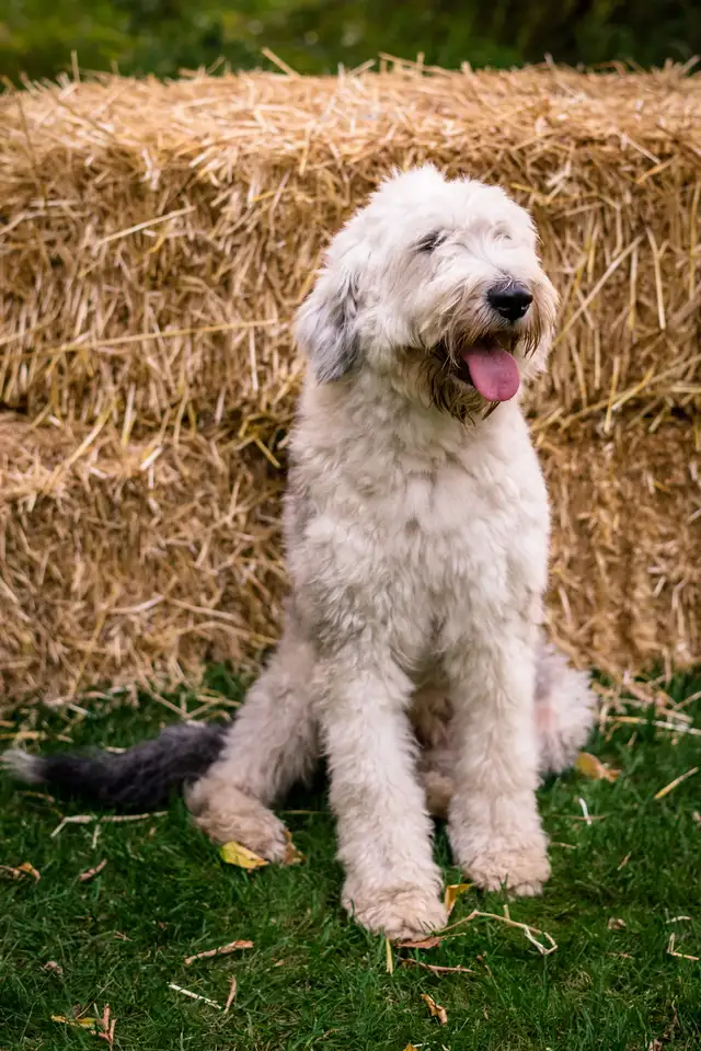 Purebred Old English Sheepdog Puppies - Photo 6