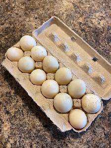 Duck eggs for eating