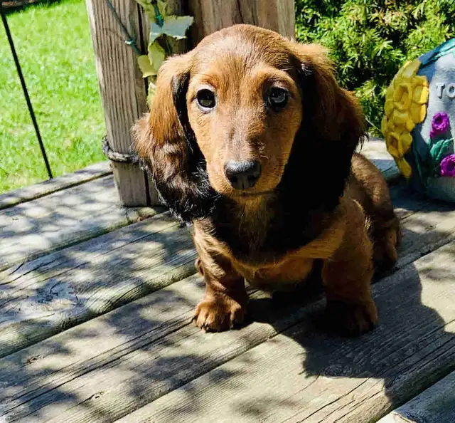 QUALITY CKC Mini Dachshund puppies