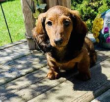 QUALITY CKC Mini Dachshund puppies