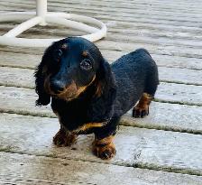QUALITY CKC Mini Dachshund puppies - Photo 2
