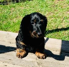 QUALITY CKC Mini Dachshund puppies - Photo 3