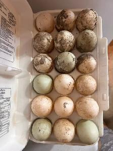 Duck Eggs