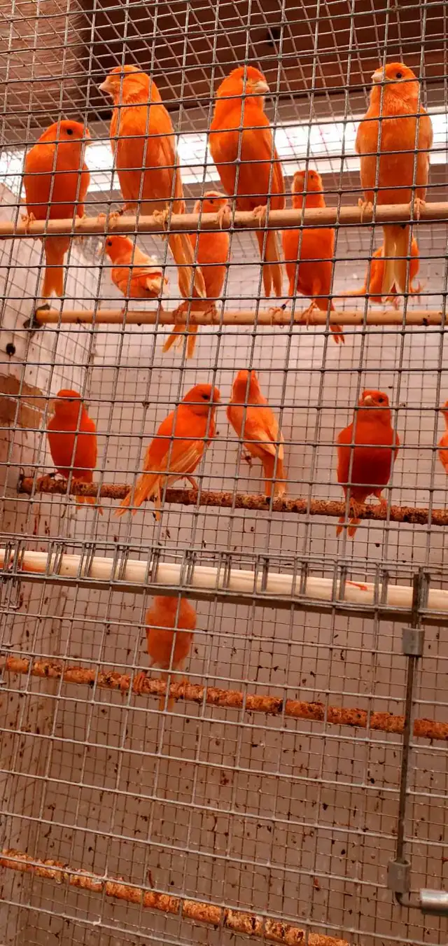 Red Factor canaries - Photo 2