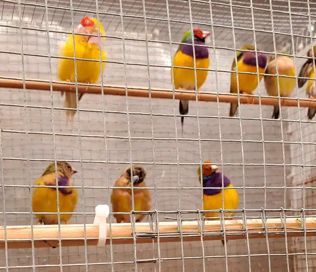 Gouldian Finches