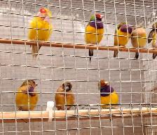 Gouldian Finches