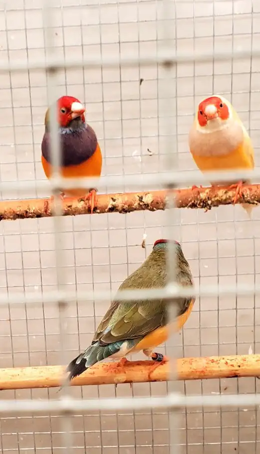 Gouldian Finches - Photo 2