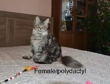 Beautiful purebred Maine Coon kittens