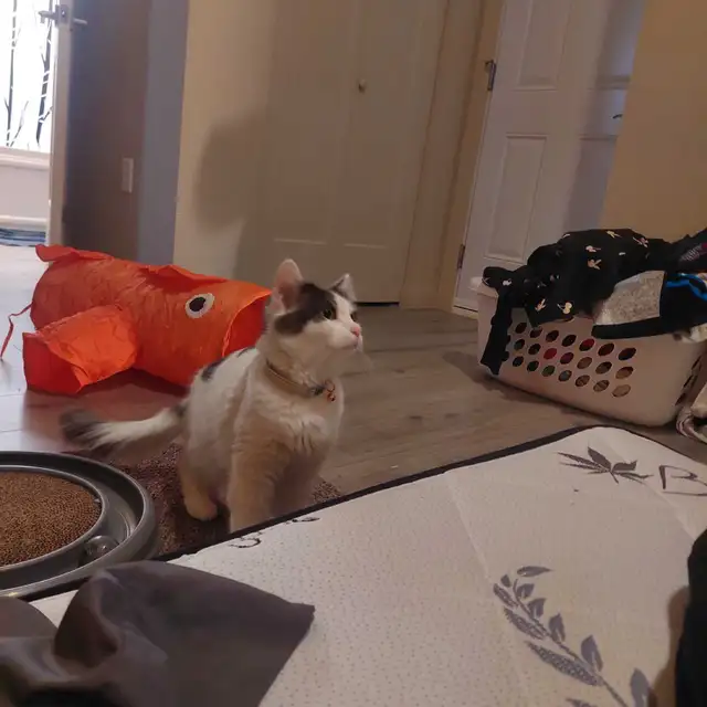 2 year old female cat available - Photo 3