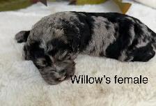 COCKAPOOS - Photo 2