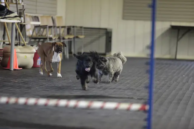 Dog Training Obedience, Agility, Private Lessons and Puppy Class - Photo 2