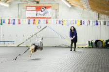 Dog Training Obedience, Agility, Private Lessons and Puppy Class - Photo 3