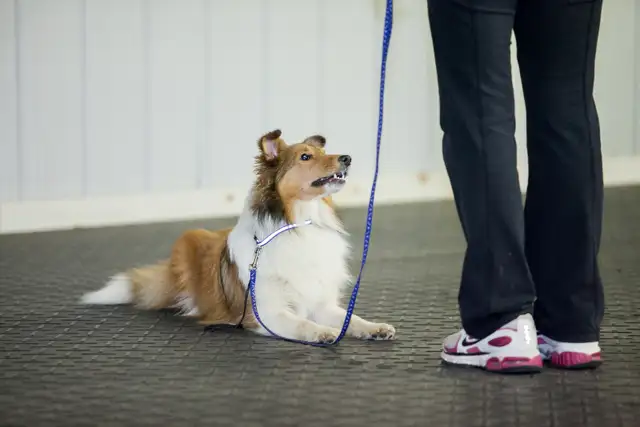 Dog Training Obedience, Agility, Private Lessons and Puppy Class - Photo 4