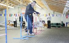 Dog Training Obedience, Agility, Private Lessons and Puppy Class - Photo 5