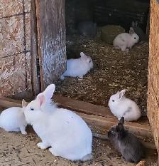 Lionhead bunnies ready for rehoming
