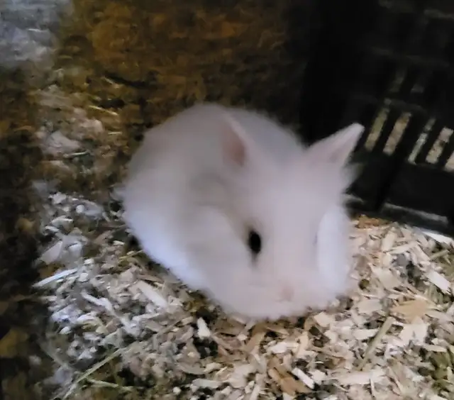 Lionhead bunnies ready for rehoming - Photo 2
