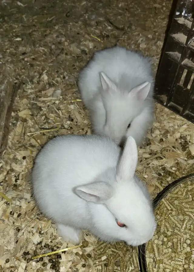 Lionhead bunnies ready for rehoming - Photo 3