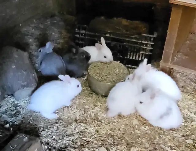 Lionhead bunnies ready for rehoming - Photo 4