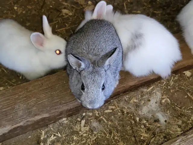 Lionhead bunnies ready for rehoming - Photo 5