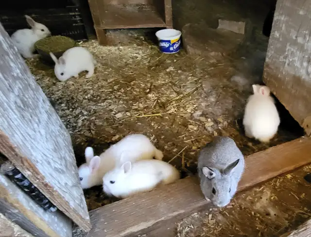 Lionhead bunnies ready for rehoming - Photo 6