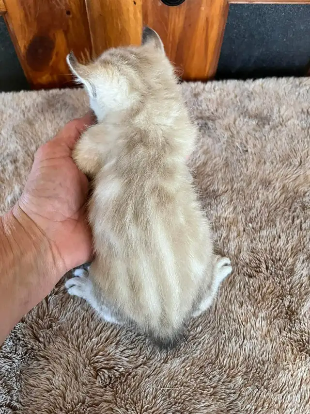 Highland Lynx - Photo 2