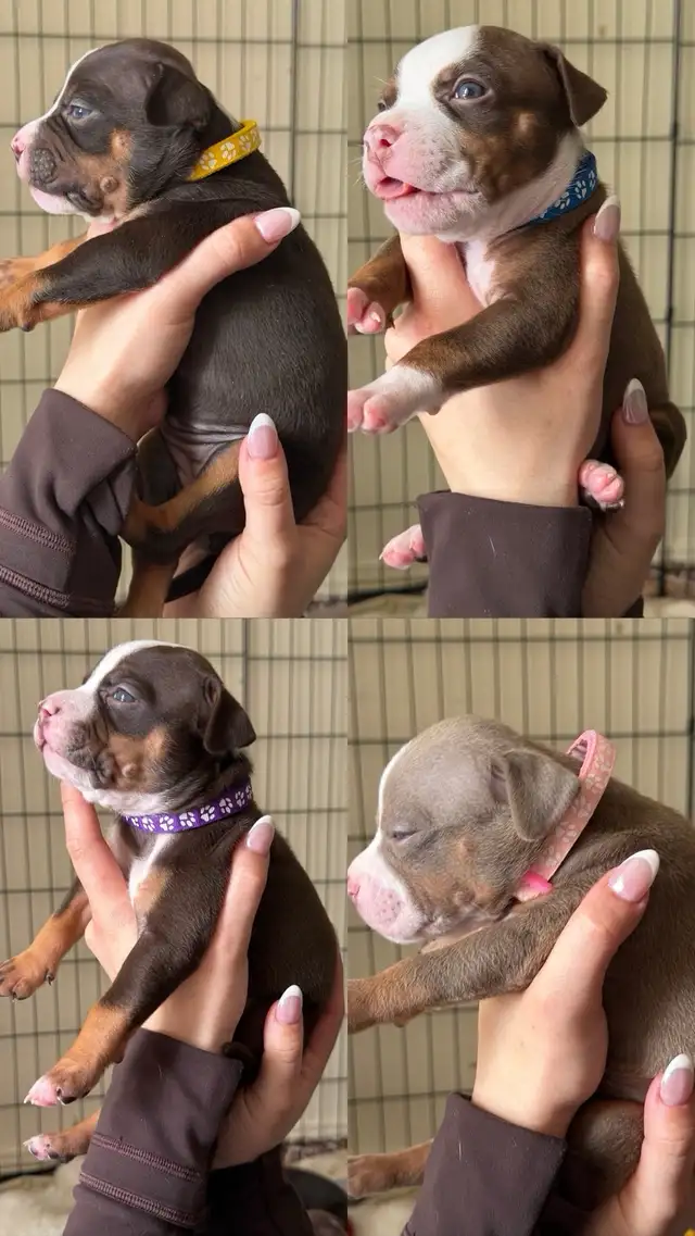 Puppies for sale ❤️