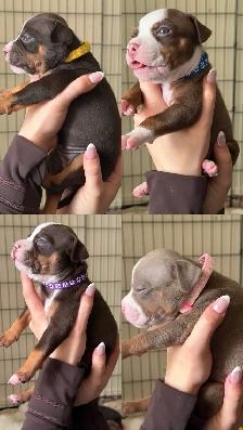 Puppies for sale ❤️