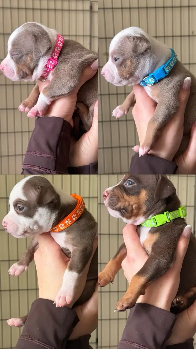 Puppies for sale ❤️ - Photo 2