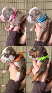 Puppies for sale ❤️ - Photo 2
