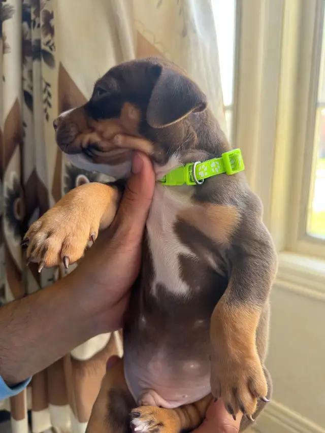 Puppies for sale ❤️ - Photo 3