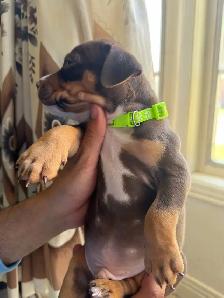 Puppies for sale ❤️ - Photo 3
