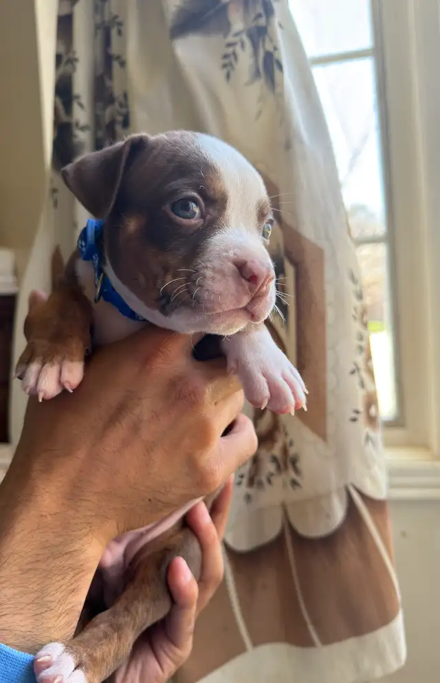 Puppies for sale ❤️ - Photo 4