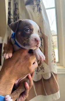 Puppies for sale ❤️ - Photo 4