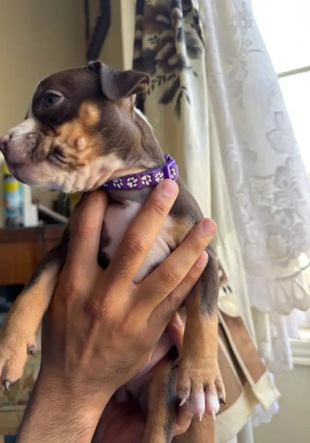 Puppies for sale ❤️ - Photo 5