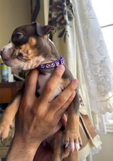 Puppies for sale ❤️ - Photo 5