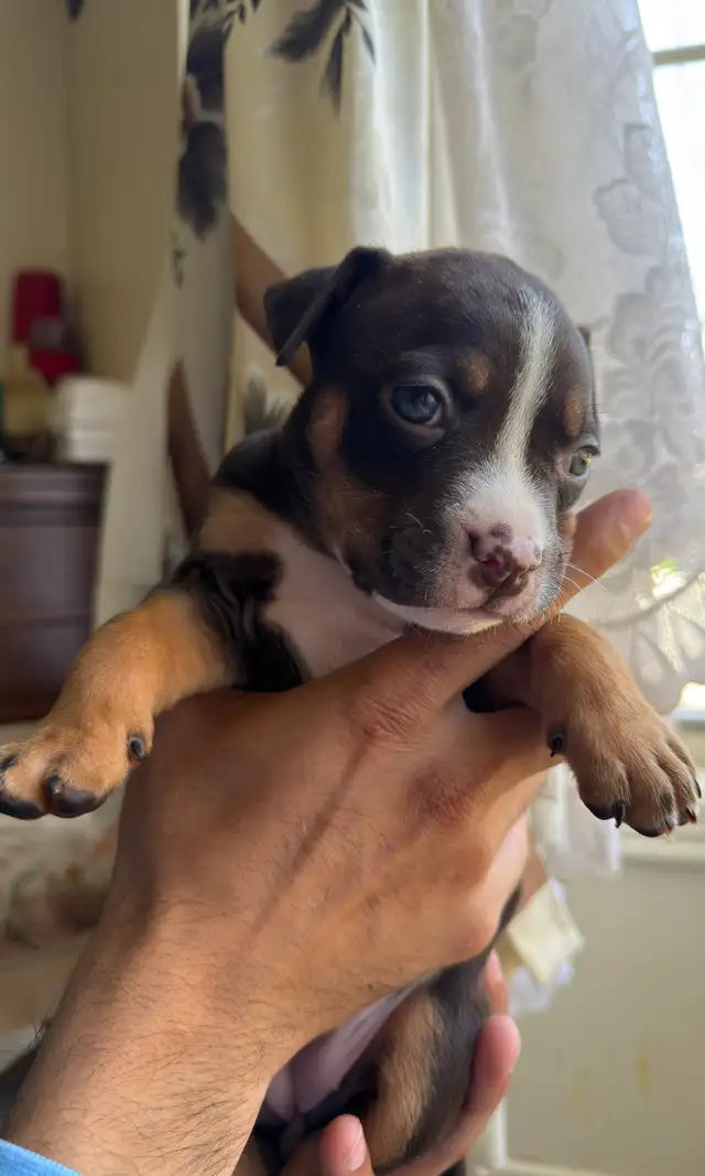 Puppies for sale ❤️ - Photo 6