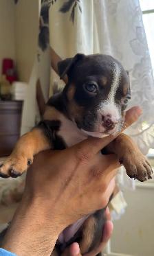 Puppies for sale ❤️ - Photo 6