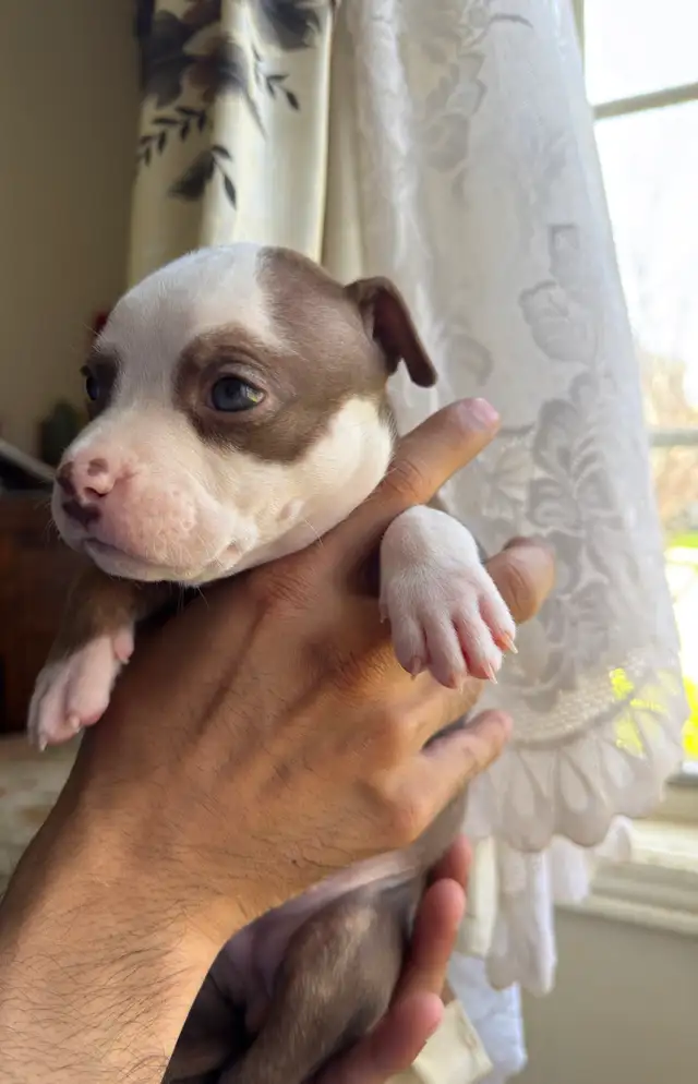 Puppies for sale ❤️ - Photo 7