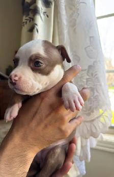 Puppies for sale ❤️ - Photo 7