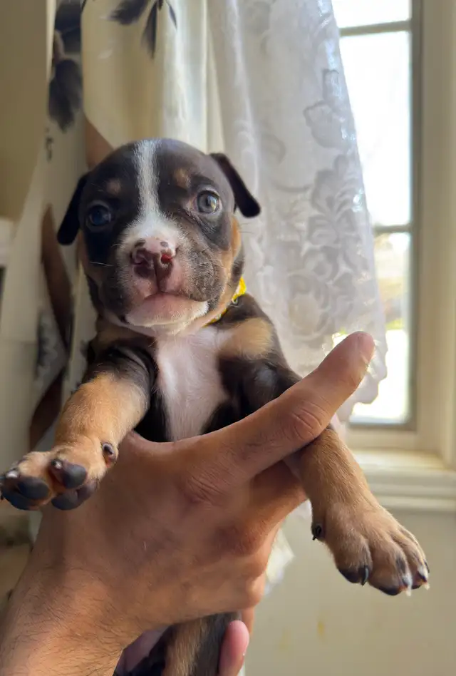 Puppies for sale ❤️ - Photo 8