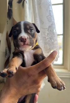 Puppies for sale ❤️ - Photo 8