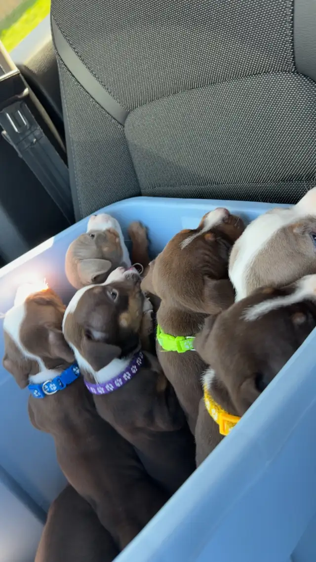 Puppies for sale ❤️ - Photo 9