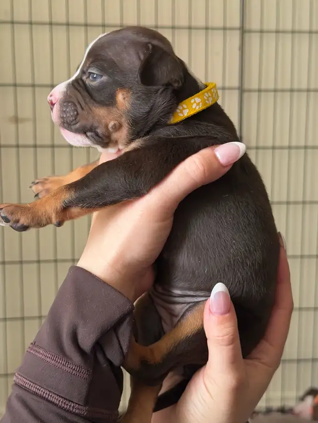 Puppies for sale ❤️ - Photo 10