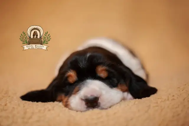 Quality Basset Hound Puppies