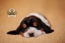 Quality Basset Hound Puppies