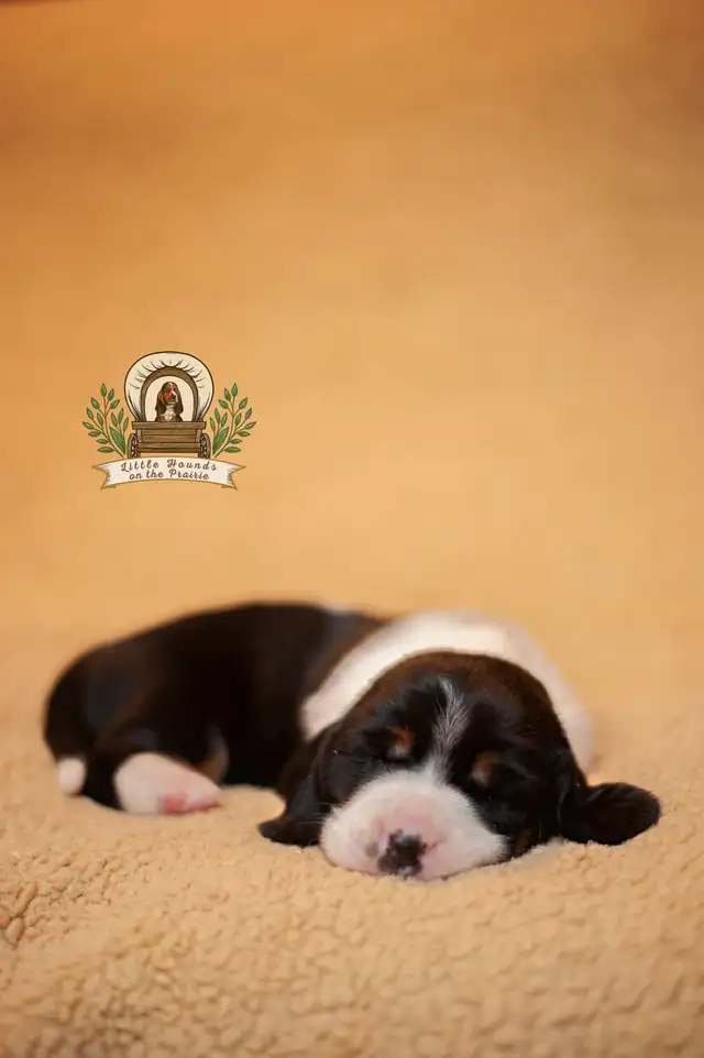 Quality Basset Hound Puppies - Photo 2
