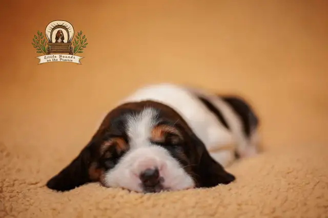 Quality Basset Hound Puppies - Photo 3