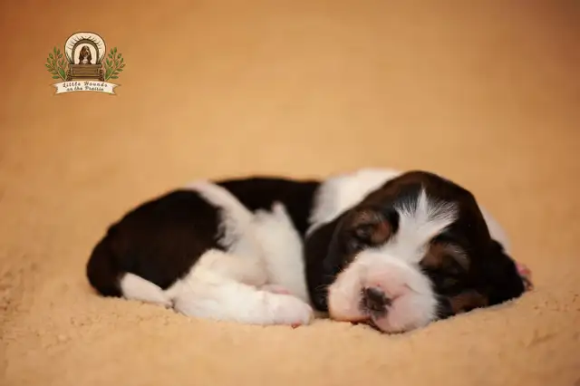 Quality Basset Hound Puppies - Photo 4